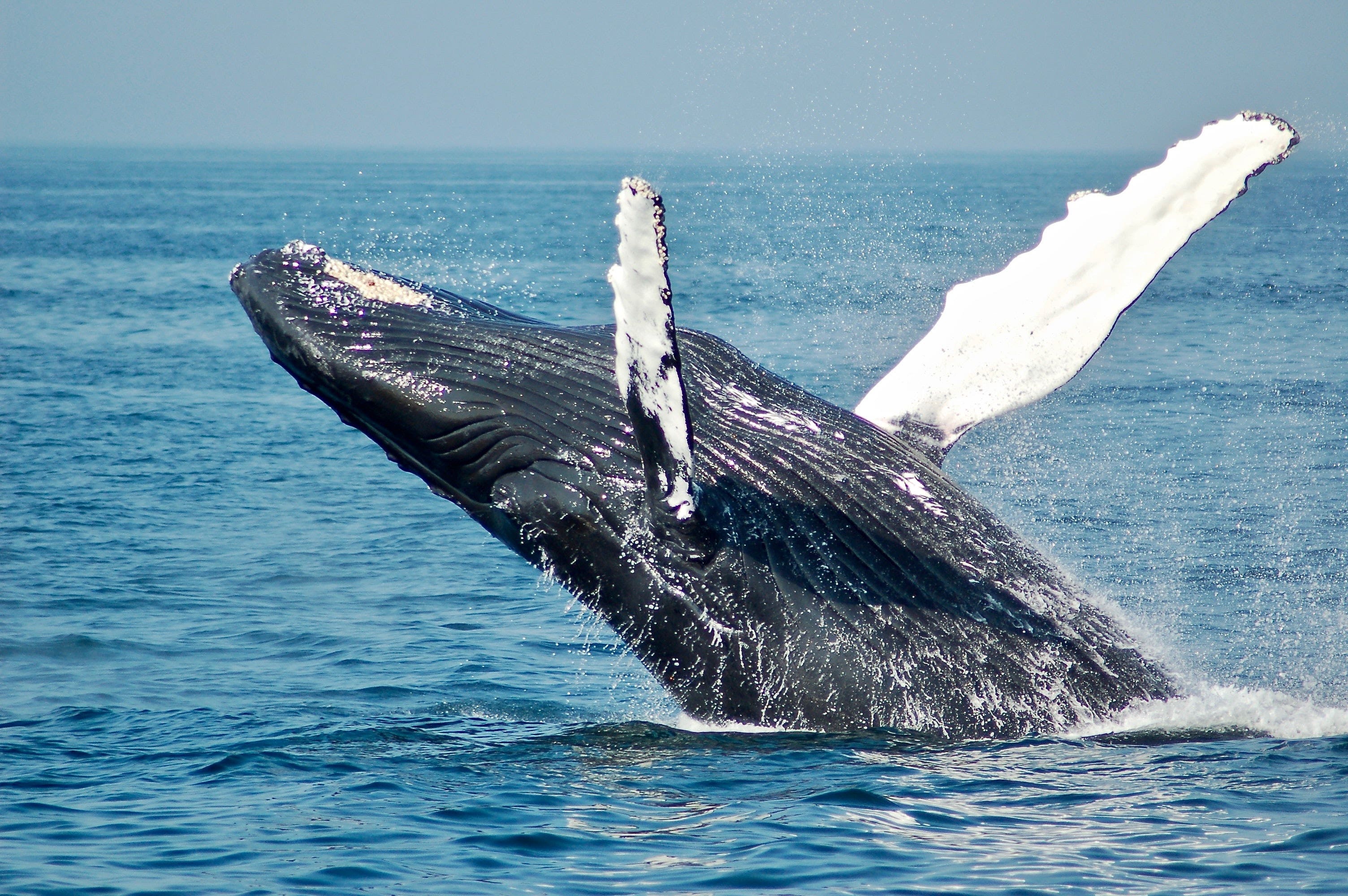 Third-Largest Bitcoin Whale Buys 2,702 BTC Worth $137M