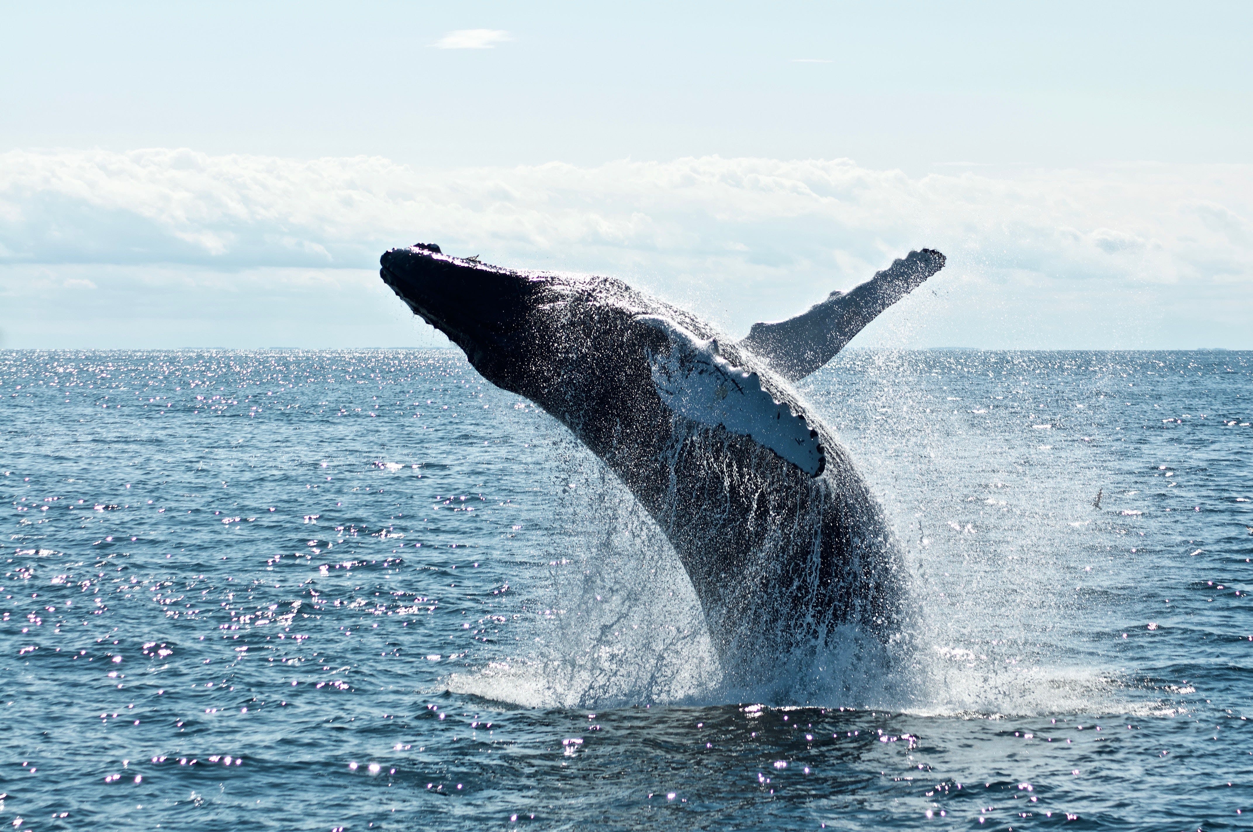 Whale Moves $1.9B Bitcoin For Just $3.56 In Fees