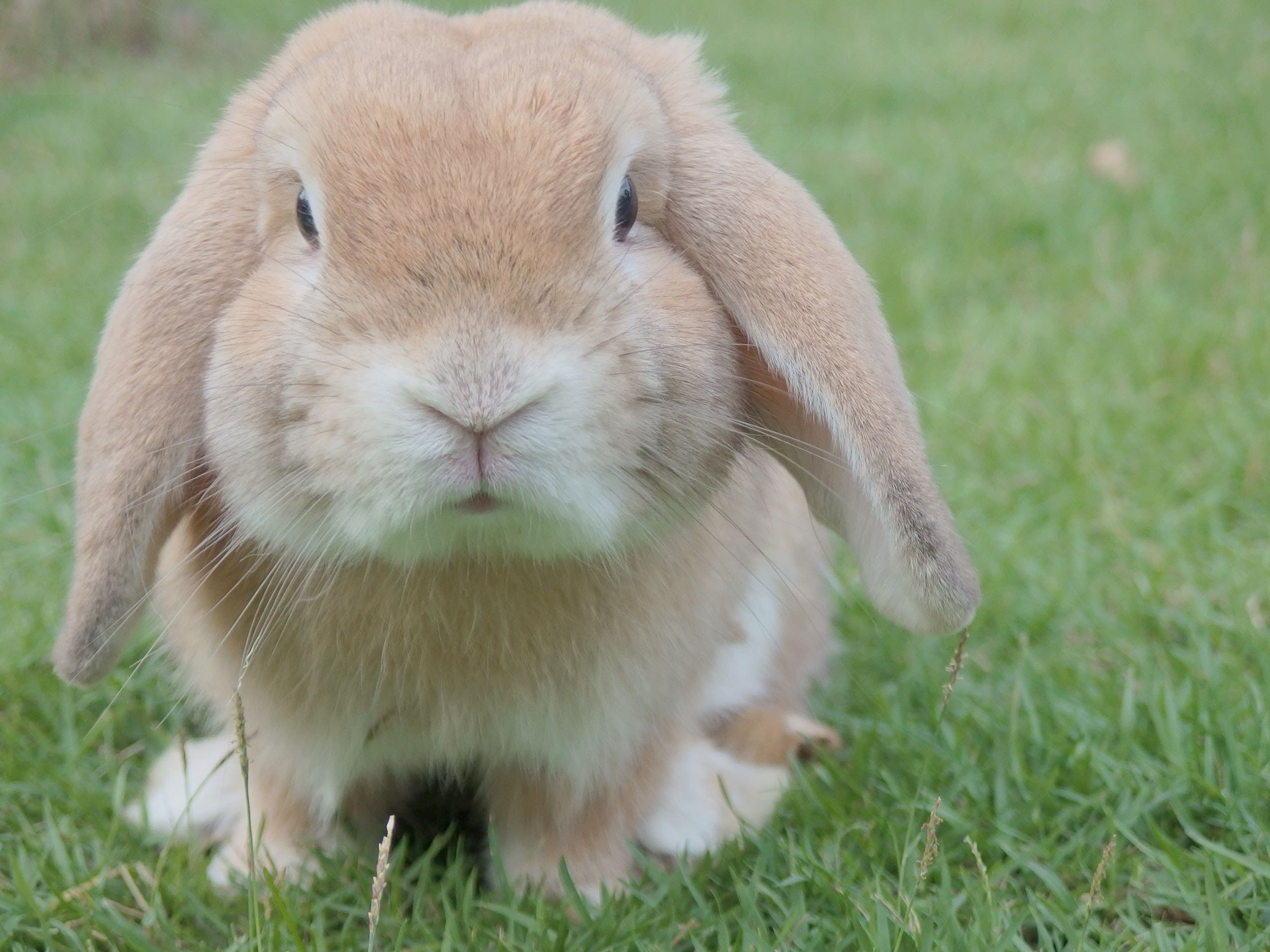Step Aside Dogecoin, People Are Now On The Hunt For A 'Bunny Crypto'
