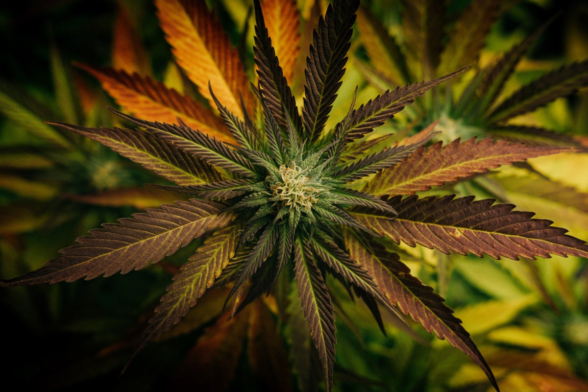 Cannabis Regulatory Update: Nebraska, Washington D.C., Ohio, Missouri, Wisconsin – Benzinga
