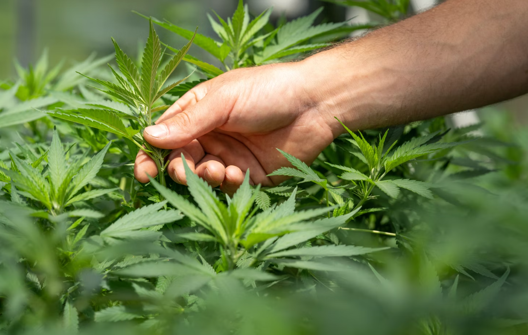 Cultivated By Hand: Could This Be The Best Grown Cannabis On The West Coast?