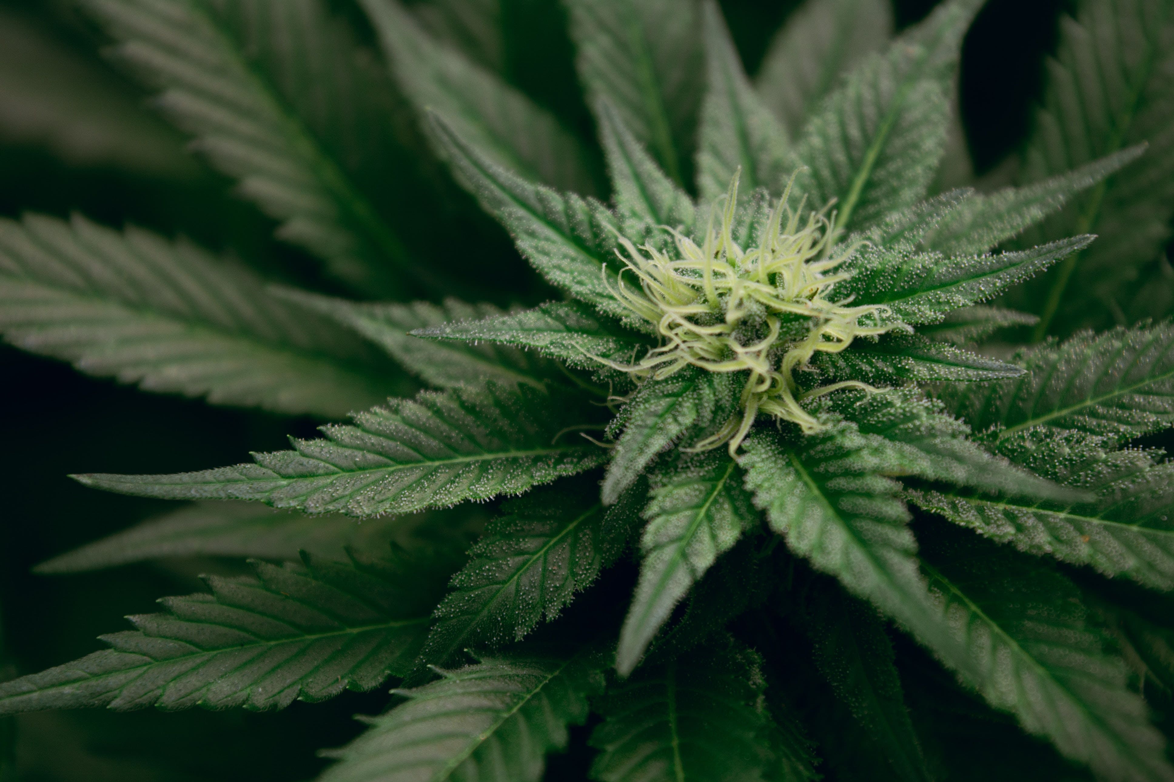 Cannabis Regulatory Update: Delaware, Connecticut, Oklahoma, Kansas & Missouri