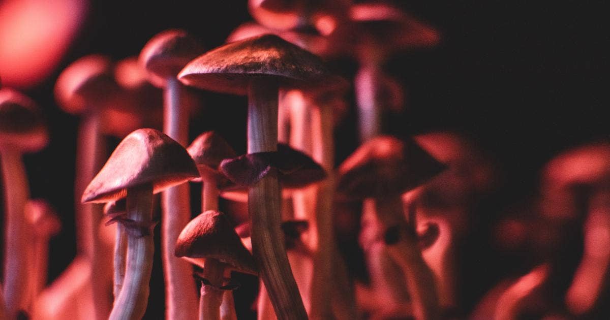 Red Light Holland Sends Magic Mushrooms Into Canada To Be Used As Pharmaceutical Ingredients