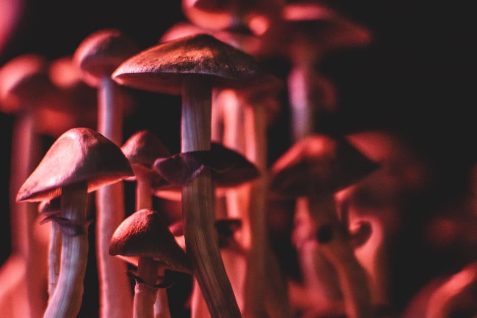 Optimi Health Adds Large Portfolio Of Magic Mushrooms Strains To Its Genetic Bank - Benzinga