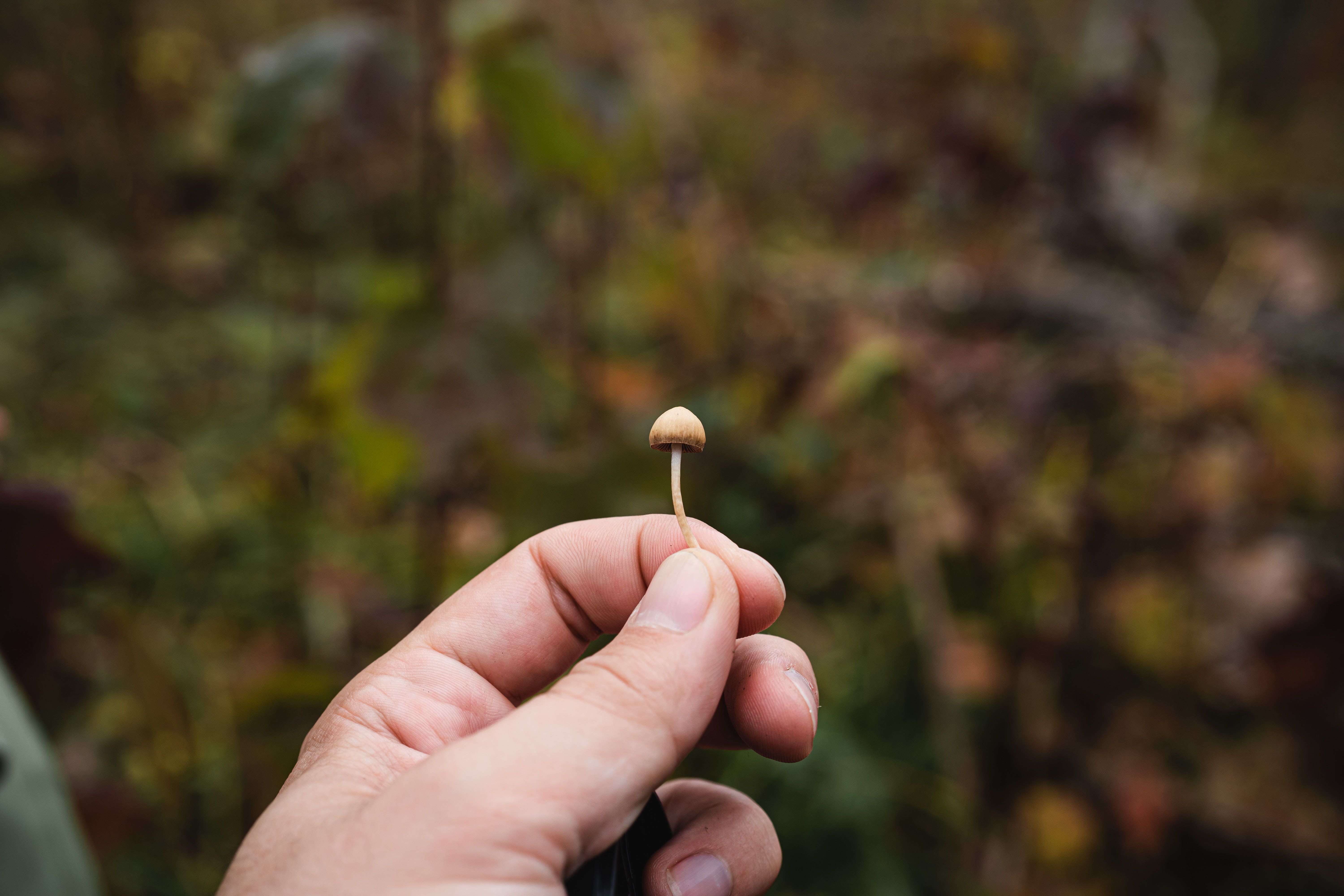 5 States Likely To Legalize Psychedelics
