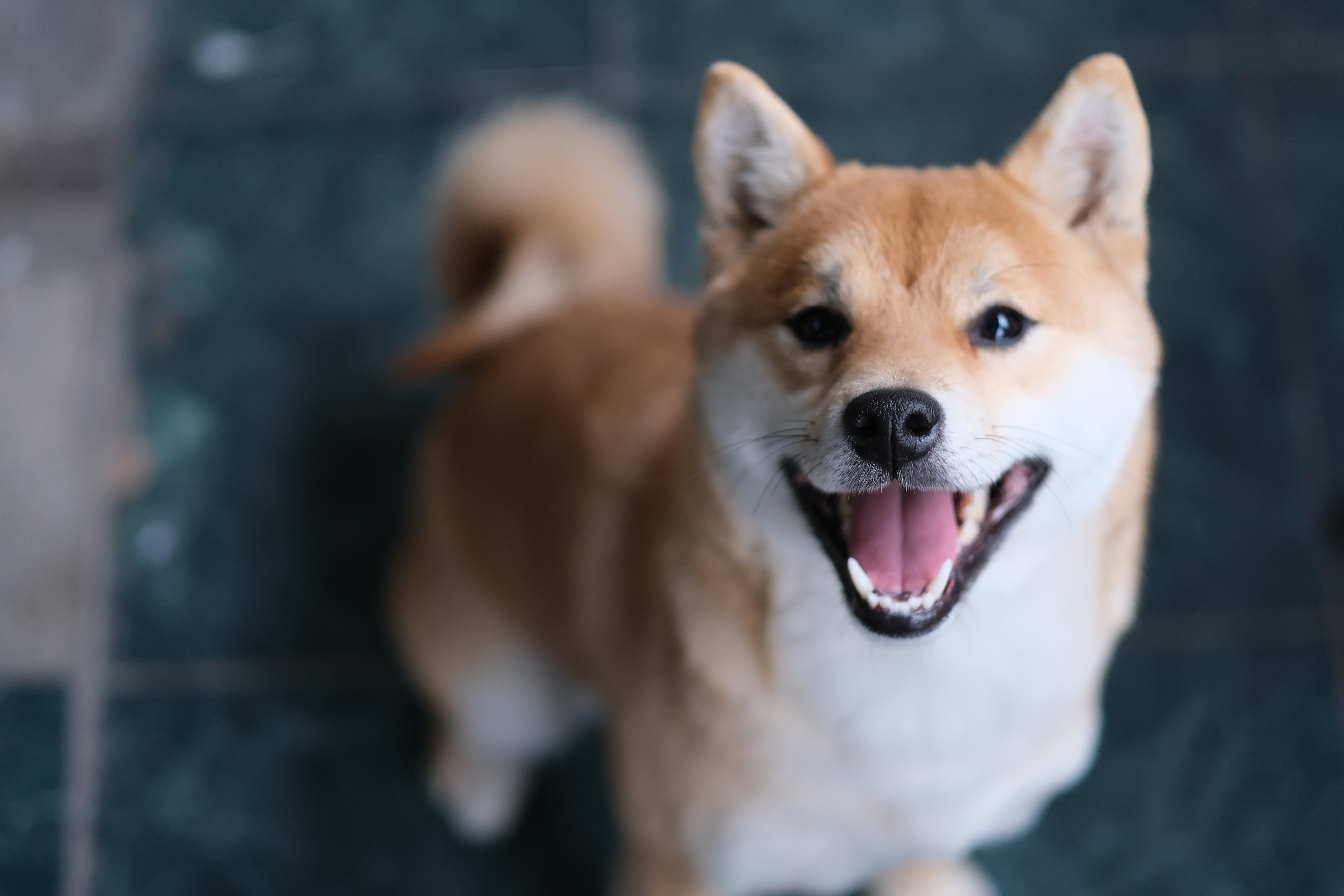 Shiba Inu Makes 'Huge Addition' To Metaverse Team: What You Should Know