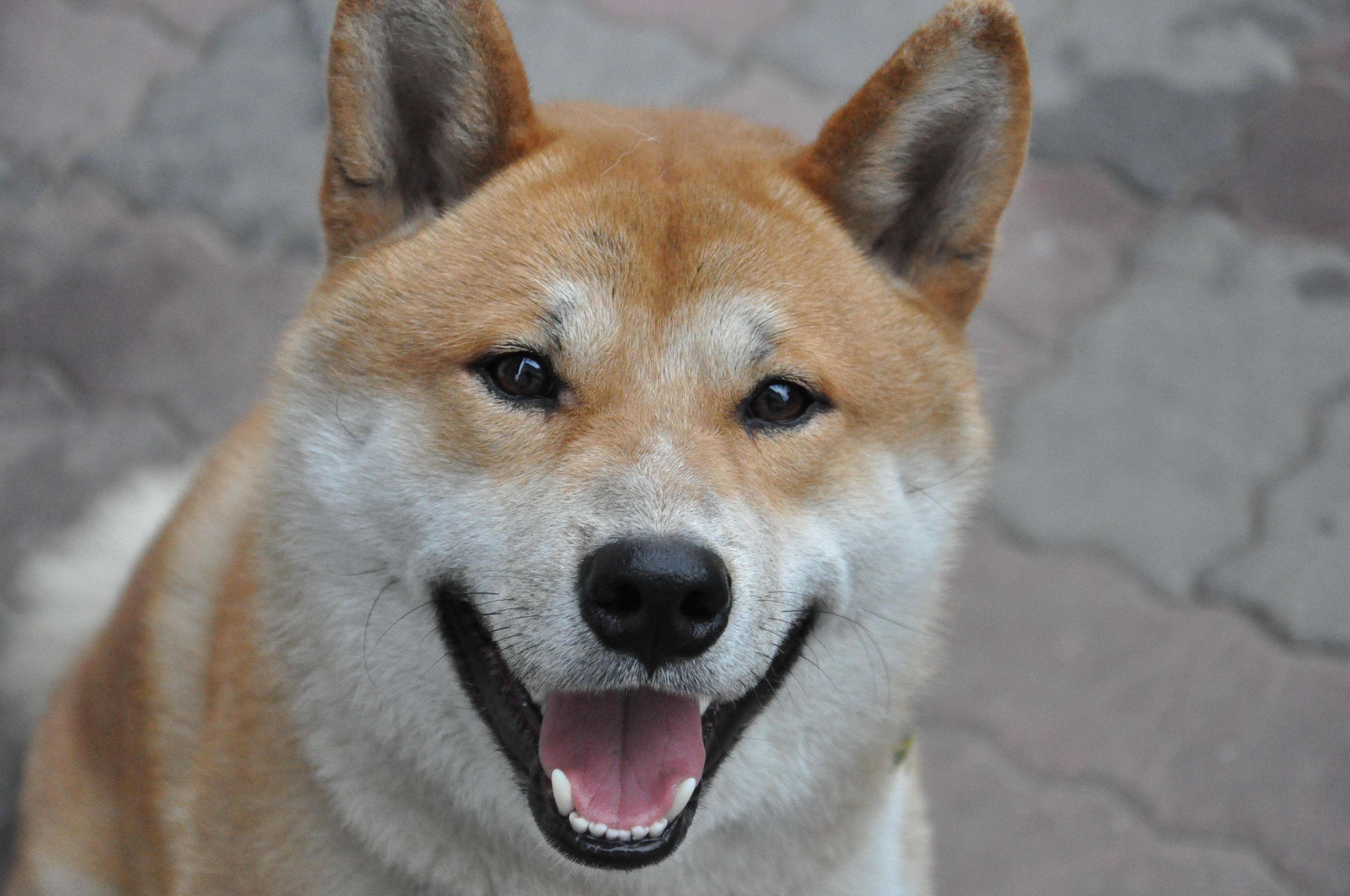 Why Dogecoin Rival Floki Inu (FLOKI) Is Skyrocketing 33% Higher Today