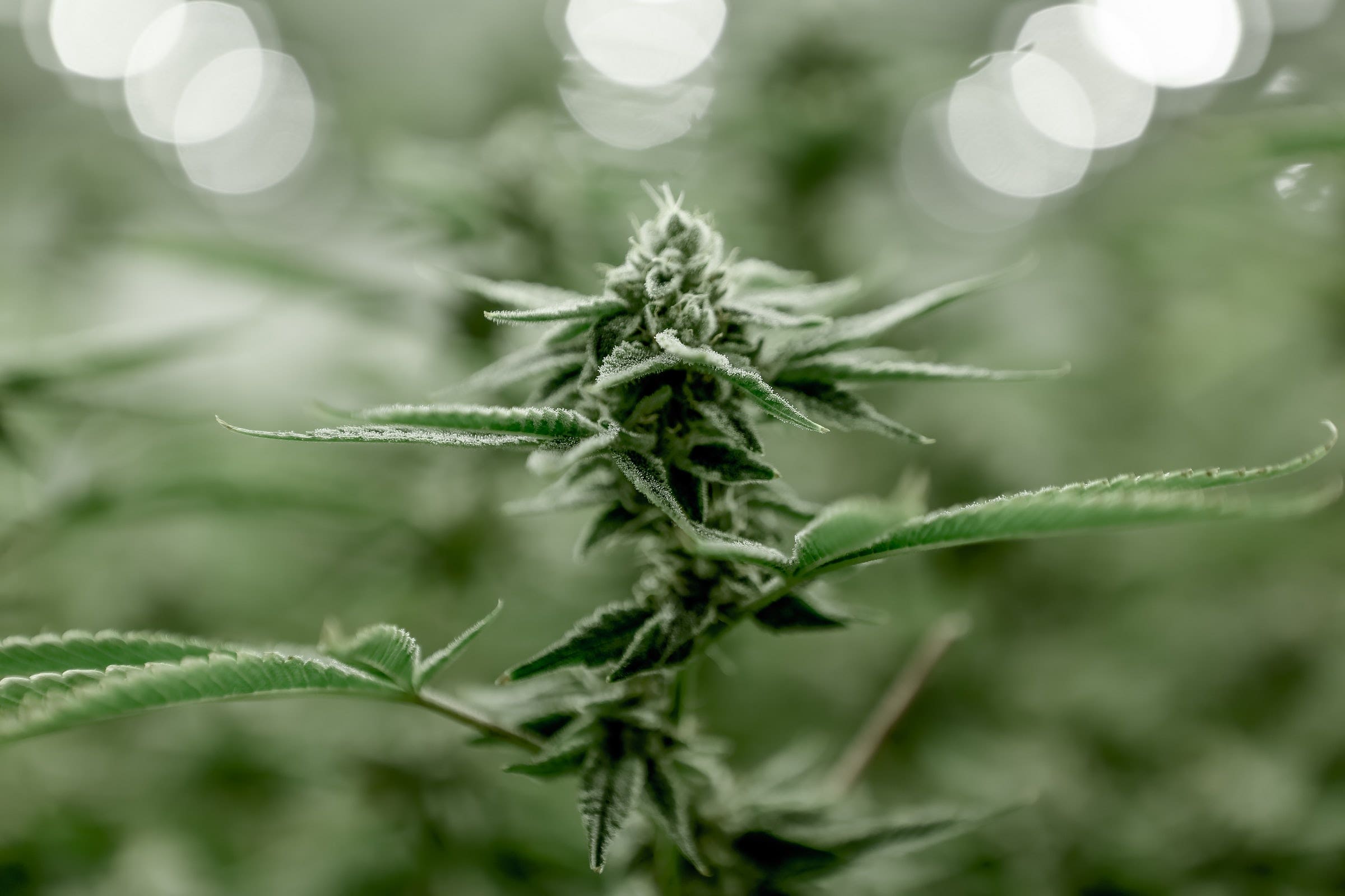Missouri Stuck On Legalizing Adult Use Cannabis In 2022
