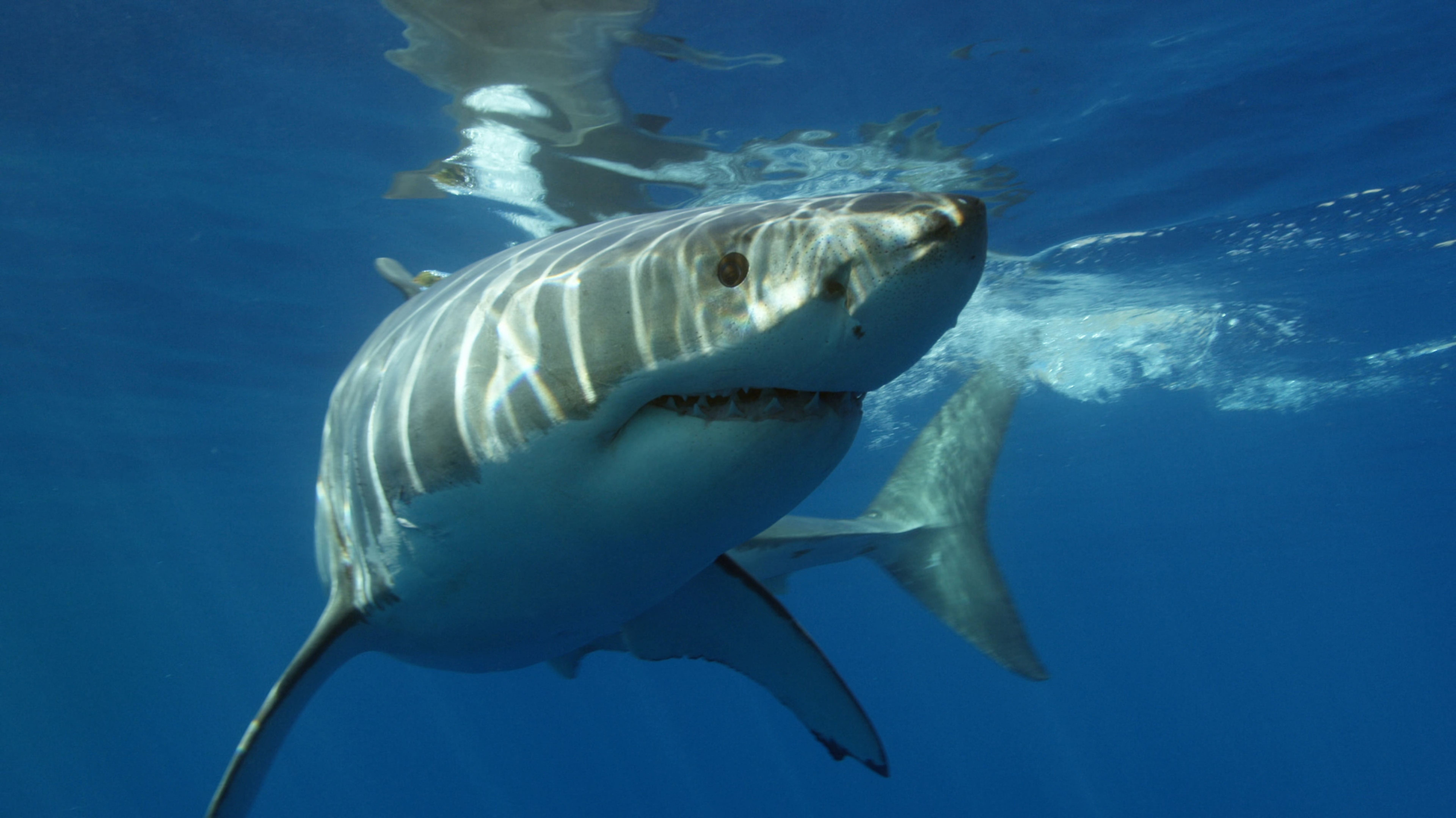 Shark Week NFTs: How Viewers Can Get Them For Free
