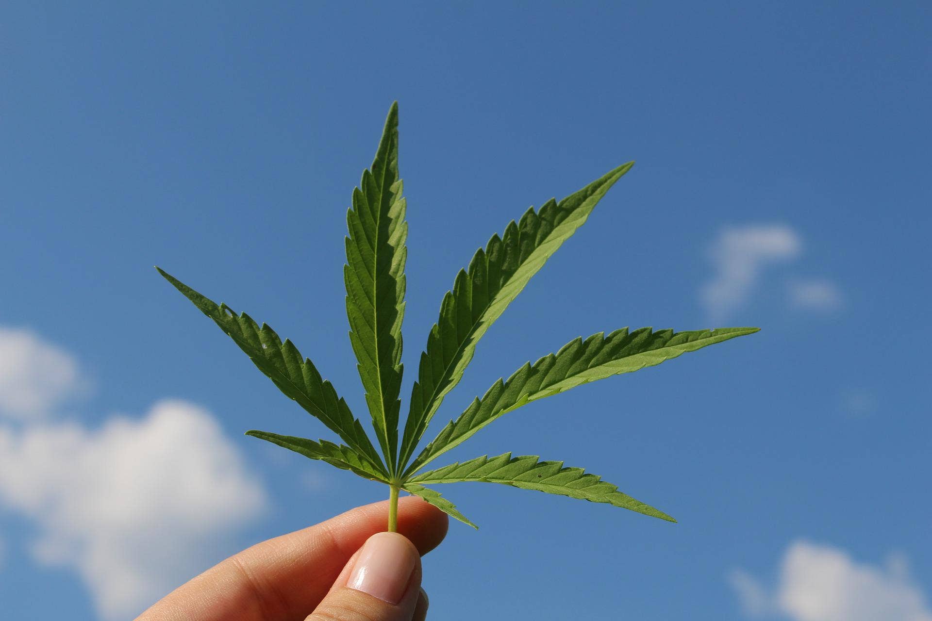 What's Going On With Sundial Growers (SNDL) Stock Today?