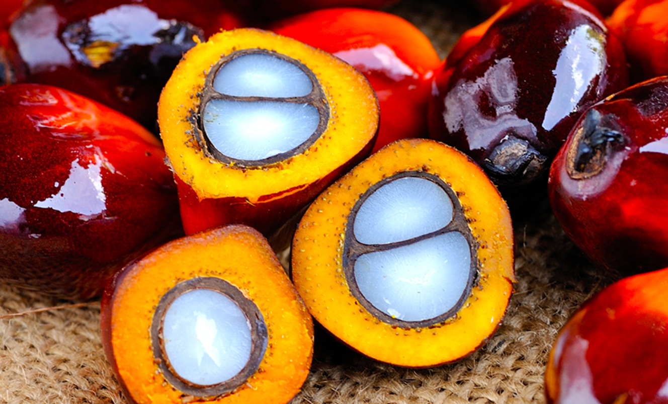 Palm Oil Monthly Update – August 2022