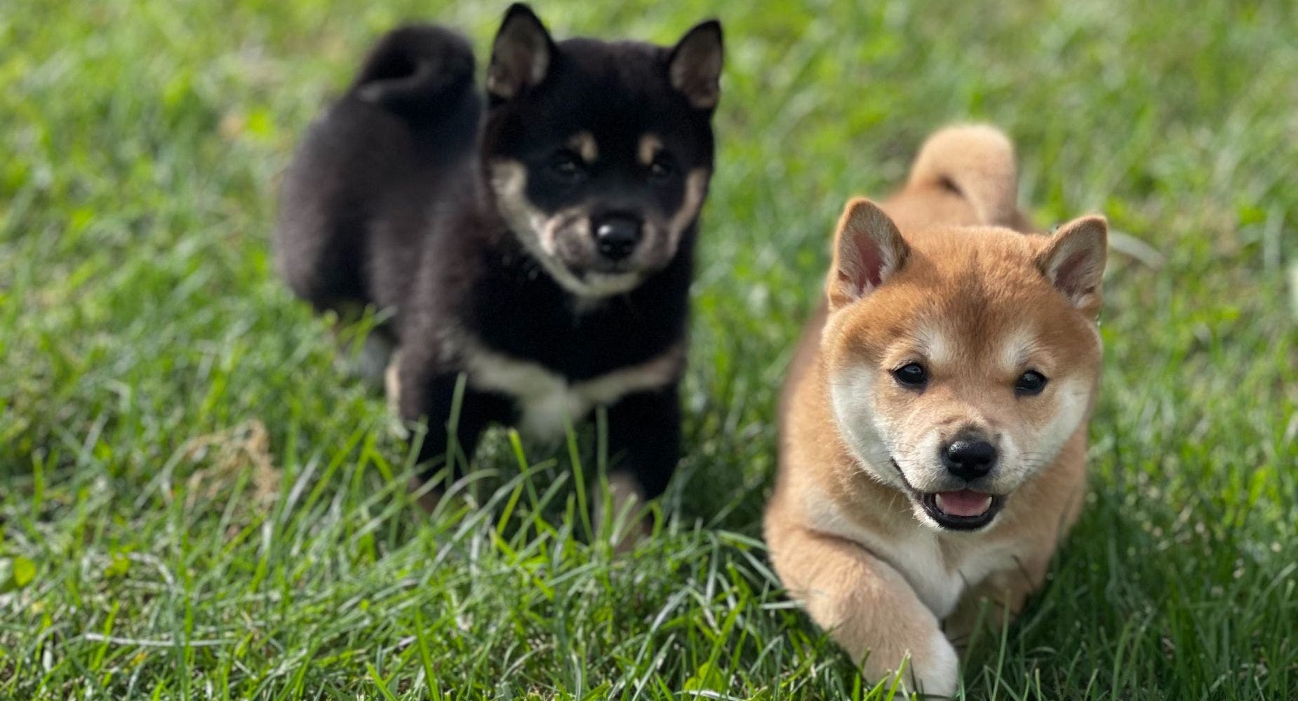 Memecoins Shiba Inu, Dogecoin See Most Turnover After Bitcoin, Ethereum On OKX Spot Trading