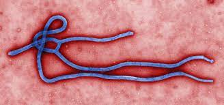 Looking For Ebola Virus Meds? WHO Recommends These Two Antibody Treatments