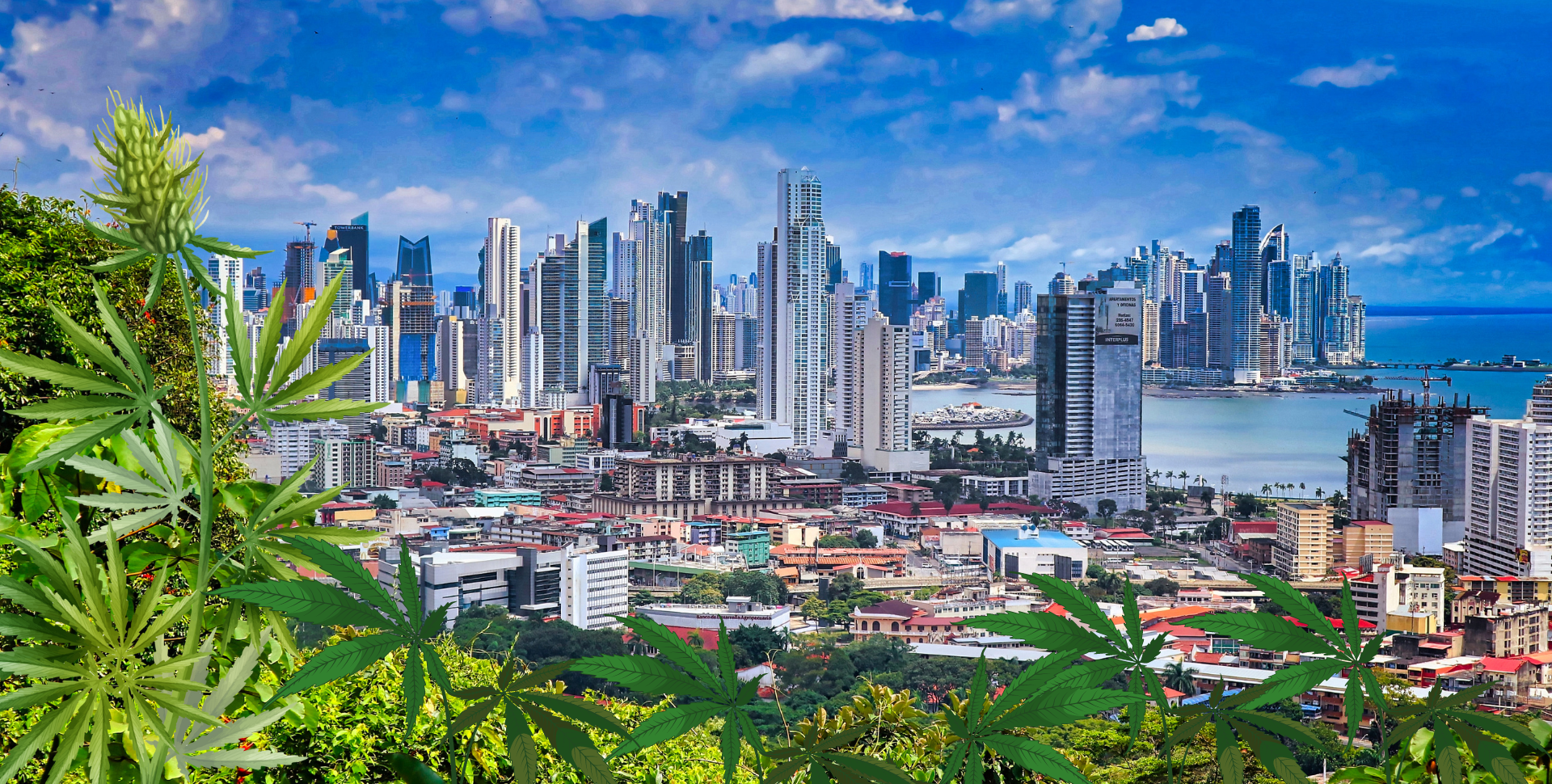 BREAKING: Panama Regulates The Medicinal Use Of Cannabis