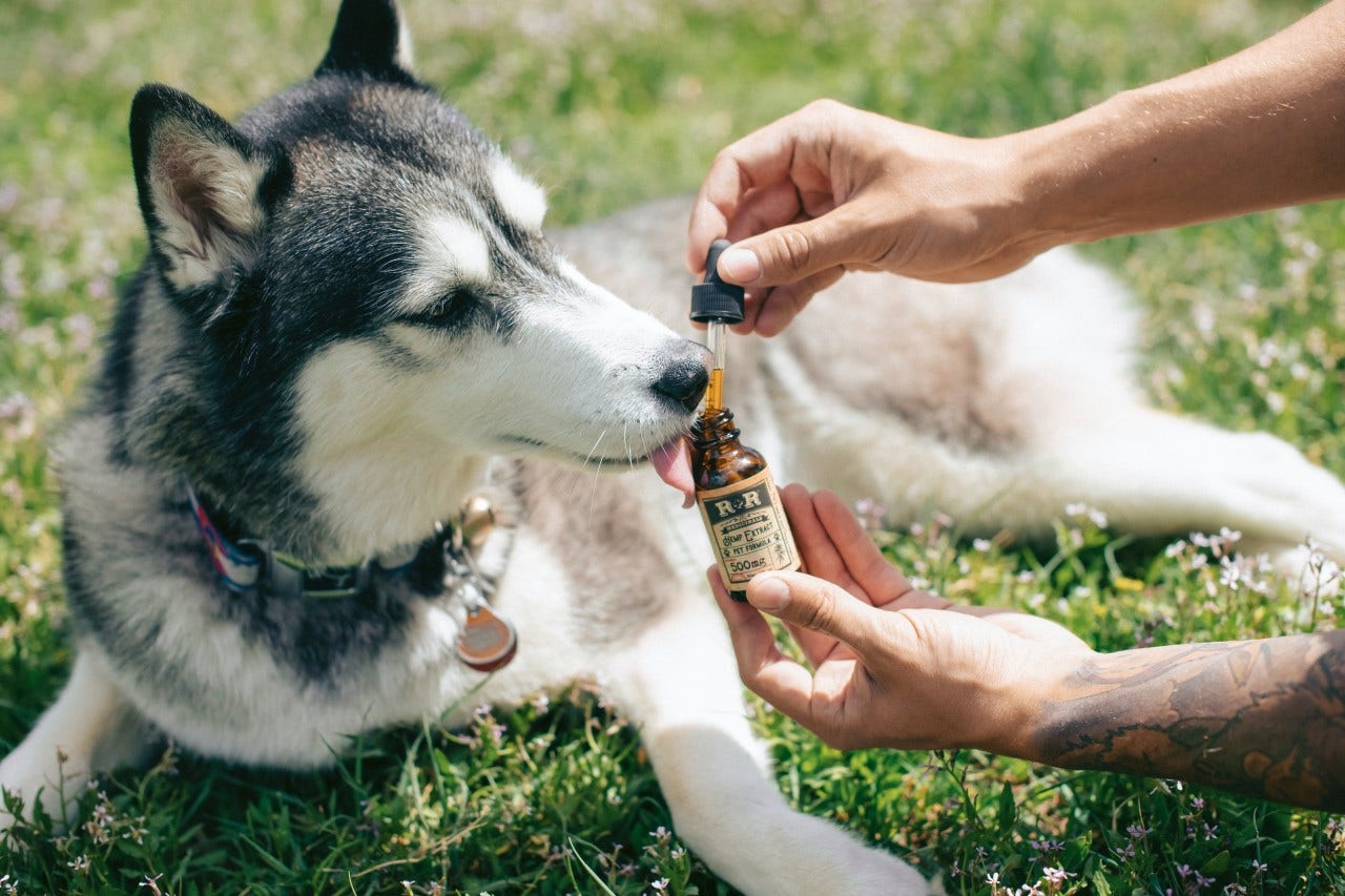 CBD For Pets? Sisters Of The Valley Launch Their 'Full Spectrum' Oil