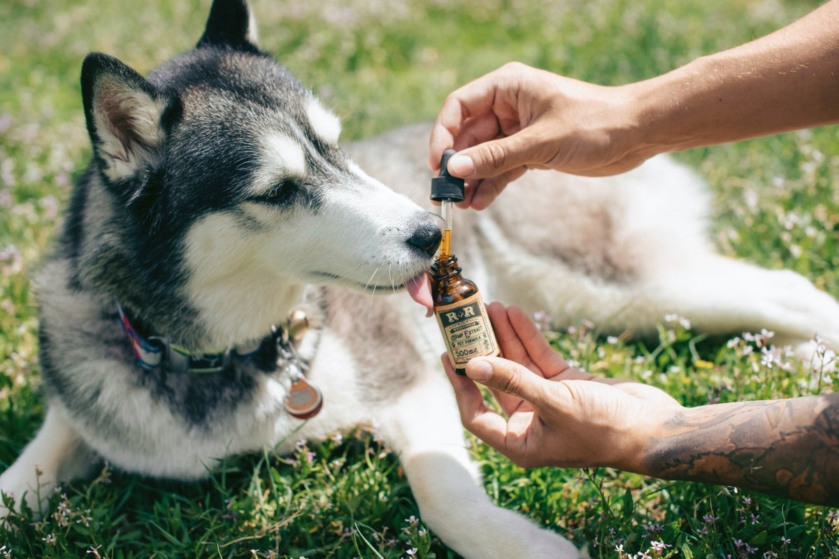 CBD For Pets? Sisters Of The Valley Launch Their ‘Full Spectrum’ Oil