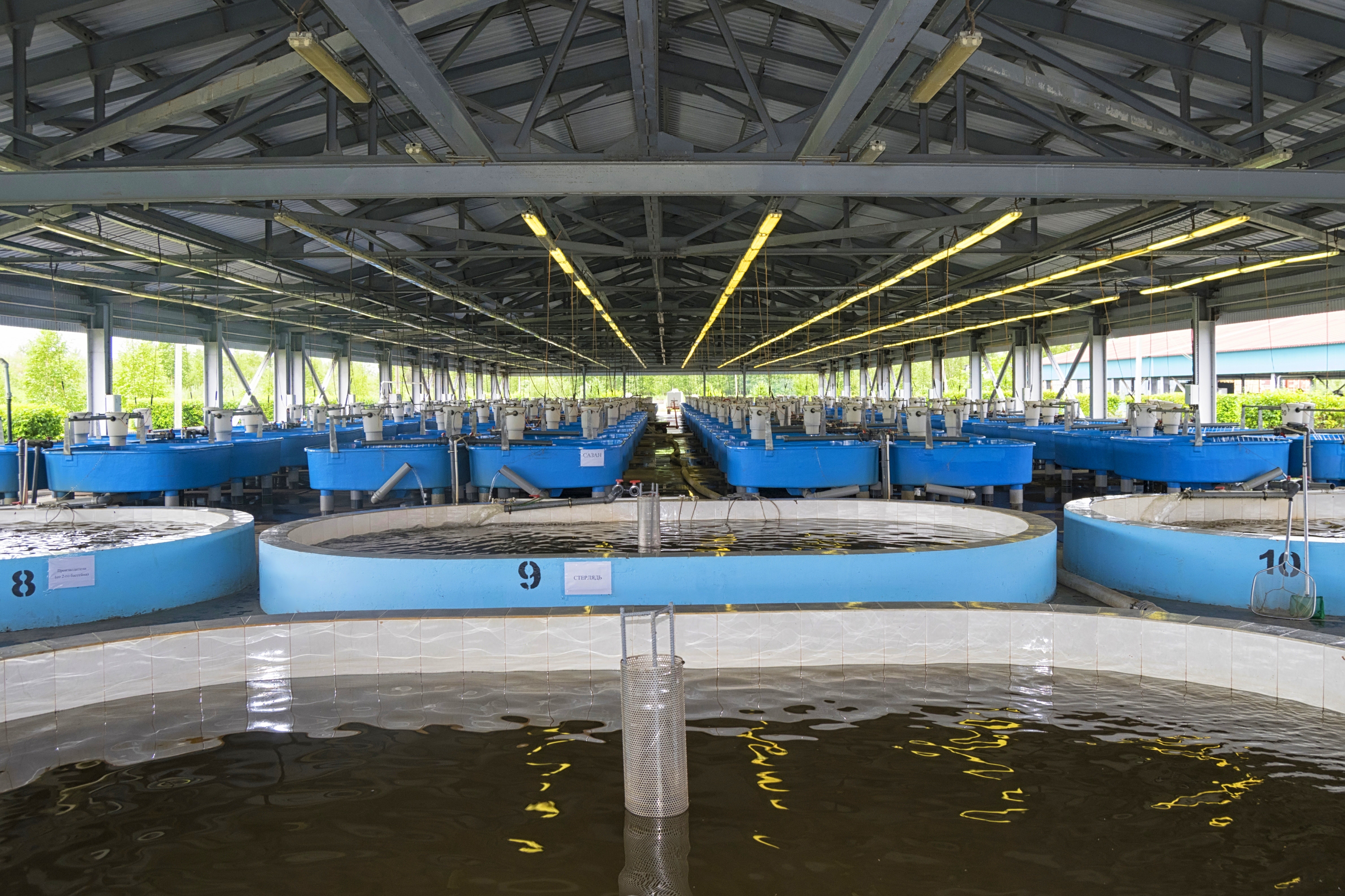 Nocera To Purchase 229 Acres Of Land For US Fish Farms, Expects ~$10 Million Revenue Increase With Potentially $7 Million Gross Profit