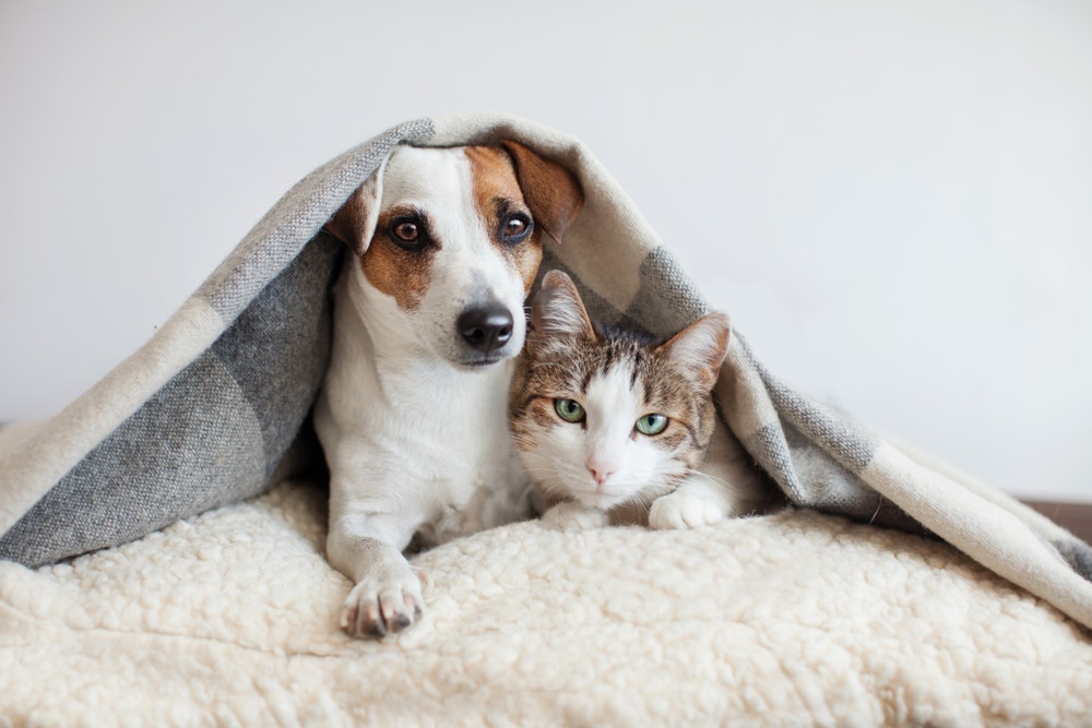 Preparing For Hurricane Ian? Here's How To Keep Your Pet Safe During A Storm
