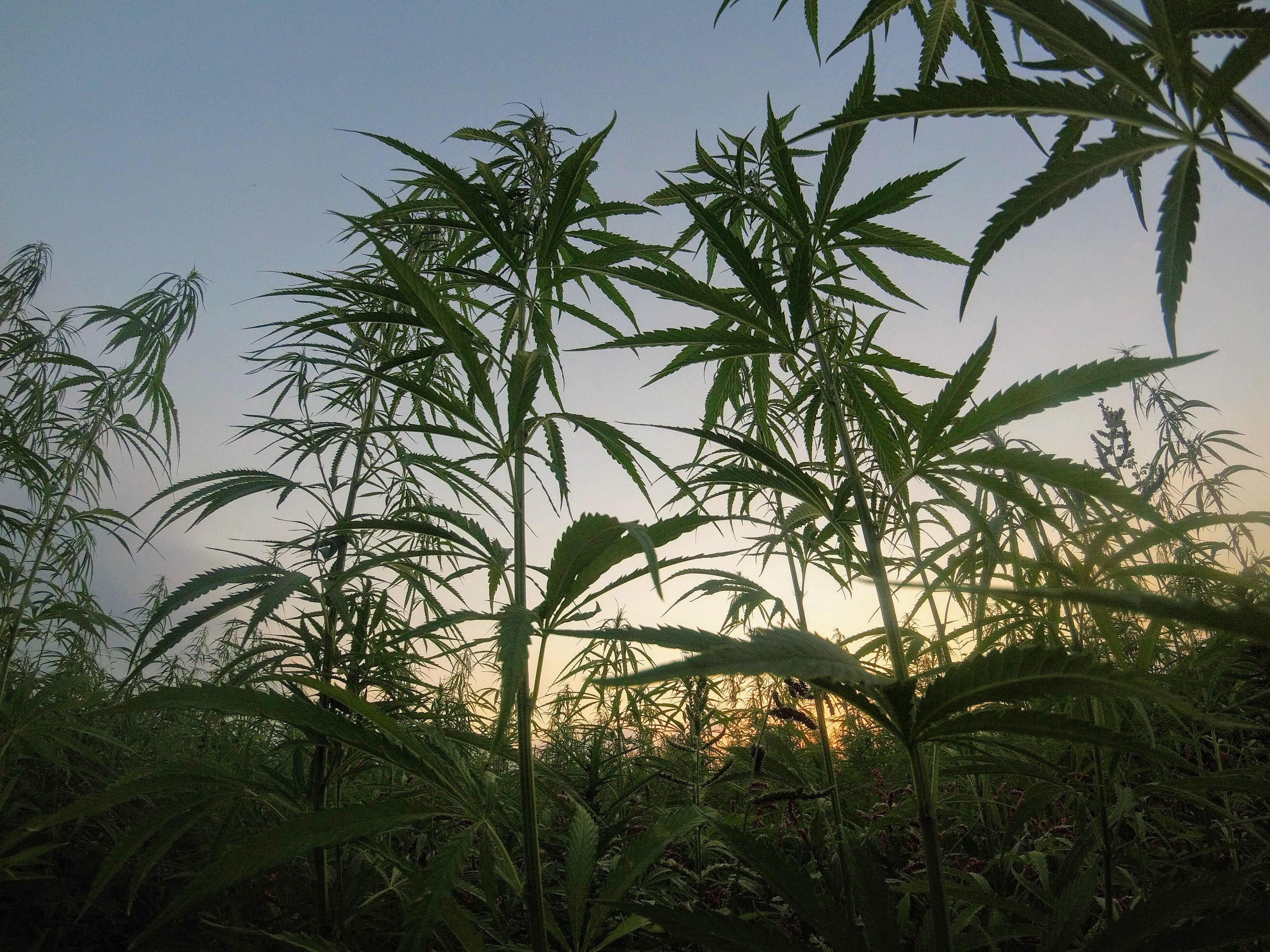 US Hemp Producers Welcome In EU Under Certain Conditions, USDA Looks Into Growing Market