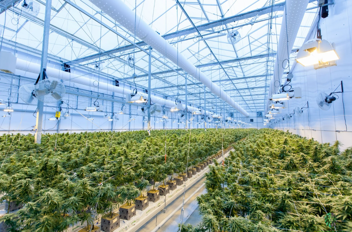 Do You Know What The Largest Publicly Traded, Vertically Integrated California Cannabis Company Is?