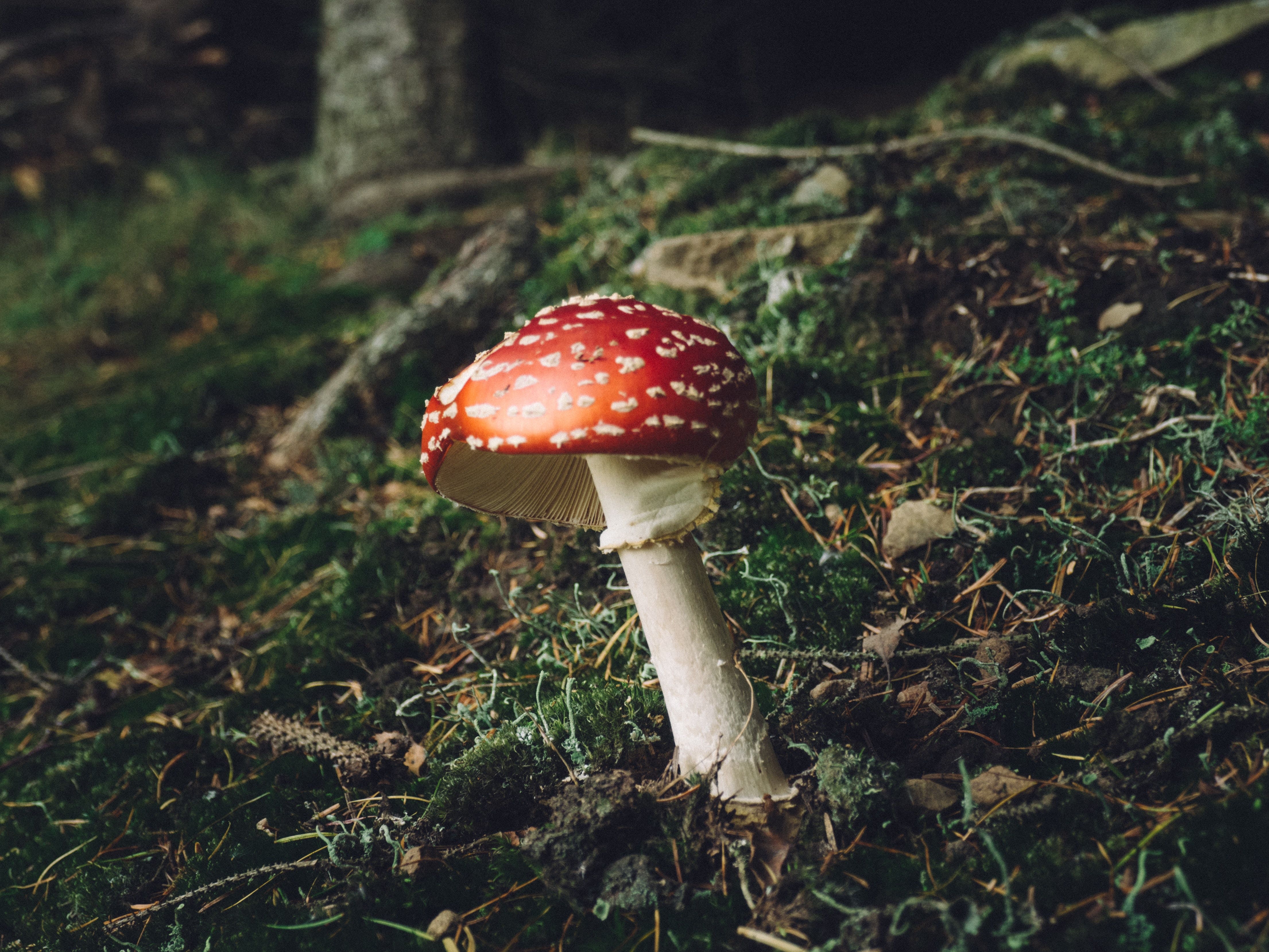 Studying The 'Magic' In Shrooms: New Research Will Assess Origin Of Psychedelic Properties