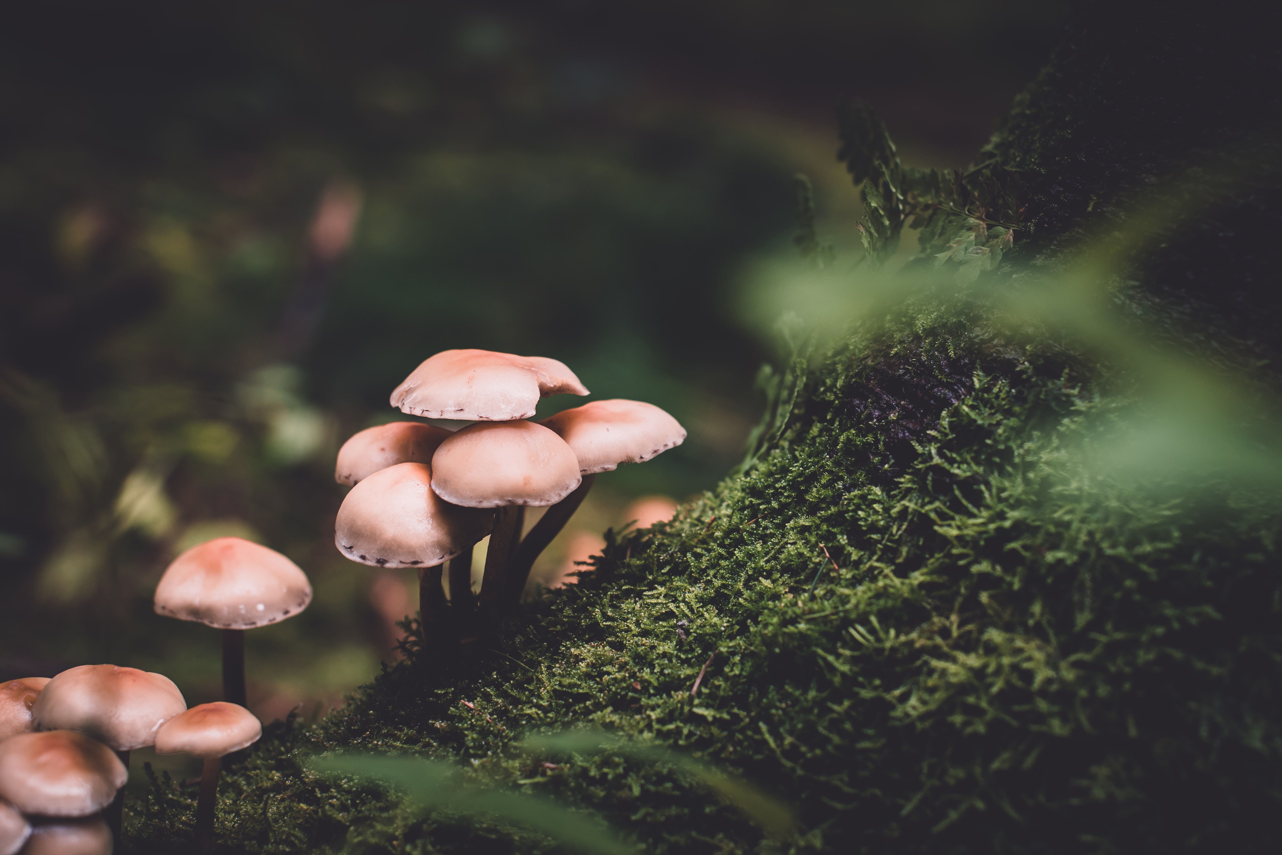 The Strongest Magic Mushroom Species, Ranked By Potency: Which One Do You Prefer?