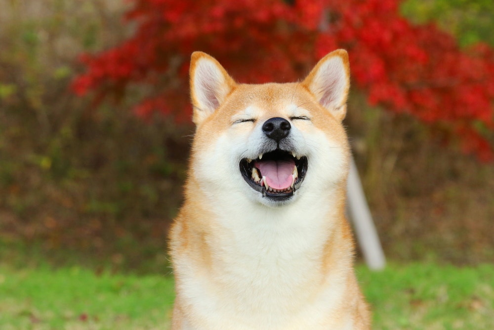 Dogecoin Community Raises Funds To Build A 'Kabosu' Statue In Japan, As Shiba Inu Dog Behind Meme Coin Turns 17
