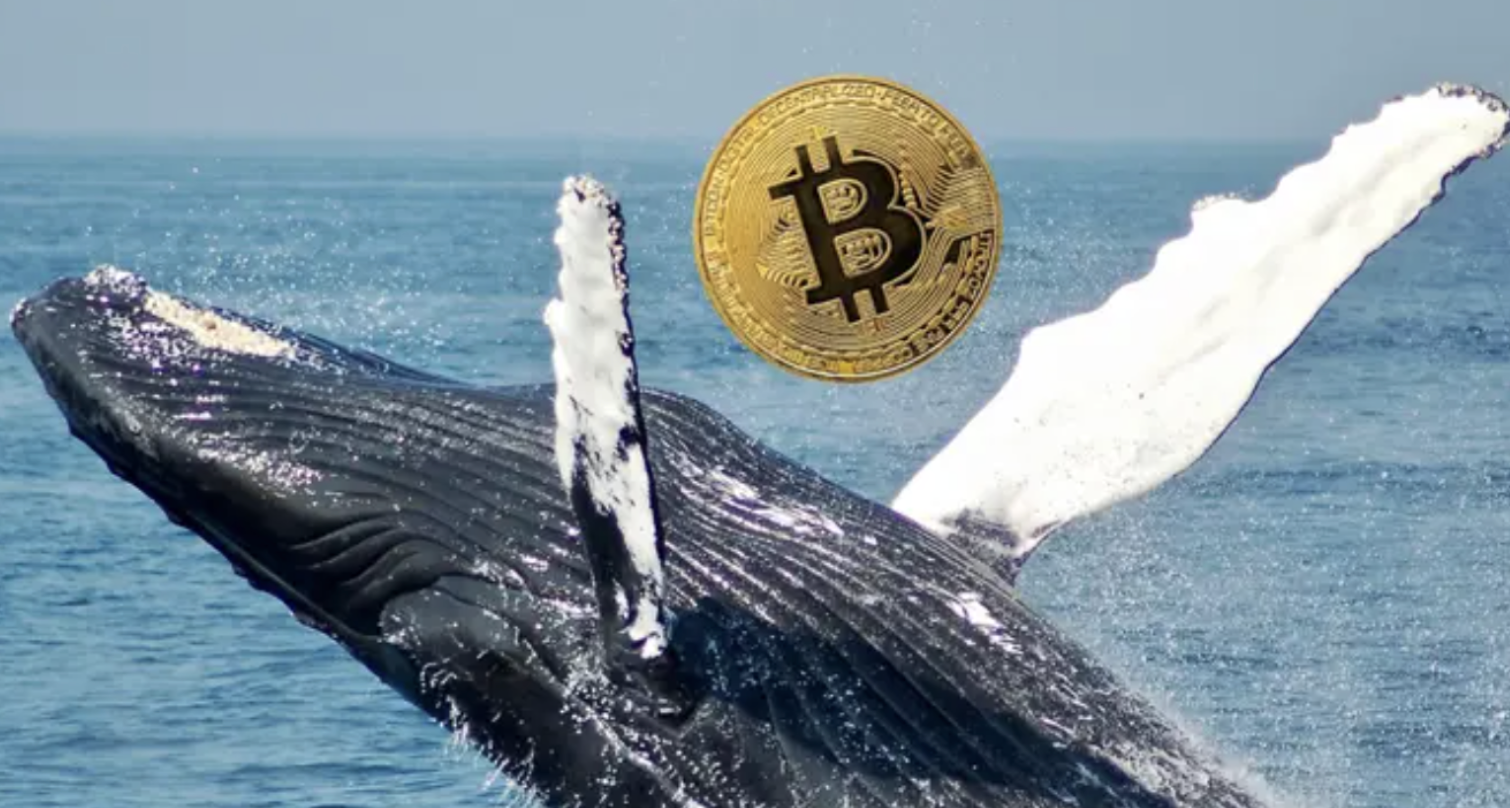 Crypto Whale Moves $1.58B In Bitcoin, Where The BTC Is Now Being Stored