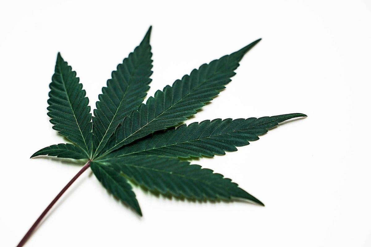 Why Cannabis Beverages Are Not Yet Quenching Their Share Of The Market