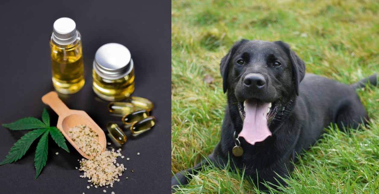 How To Introduce CBD To Your Pet: Exclusive Interview With Scott Mazza, COO Of Vitality CBD