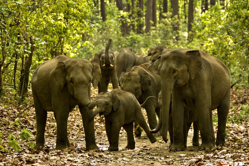 Wild Elephants Kill Man In India, Destroy 25 Houses; 1 Tusker Too Electrocuted