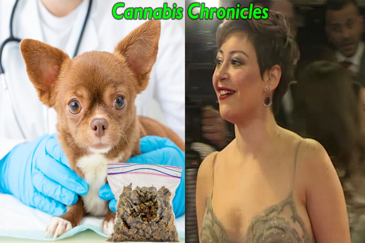 Cannabis Chronicles: Guess Where Dogs Get Weed As Pet Poisonings Increase In MA; Pot Burn In Sydney Surprises Residents - Meta Platforms (NASDAQ:META)