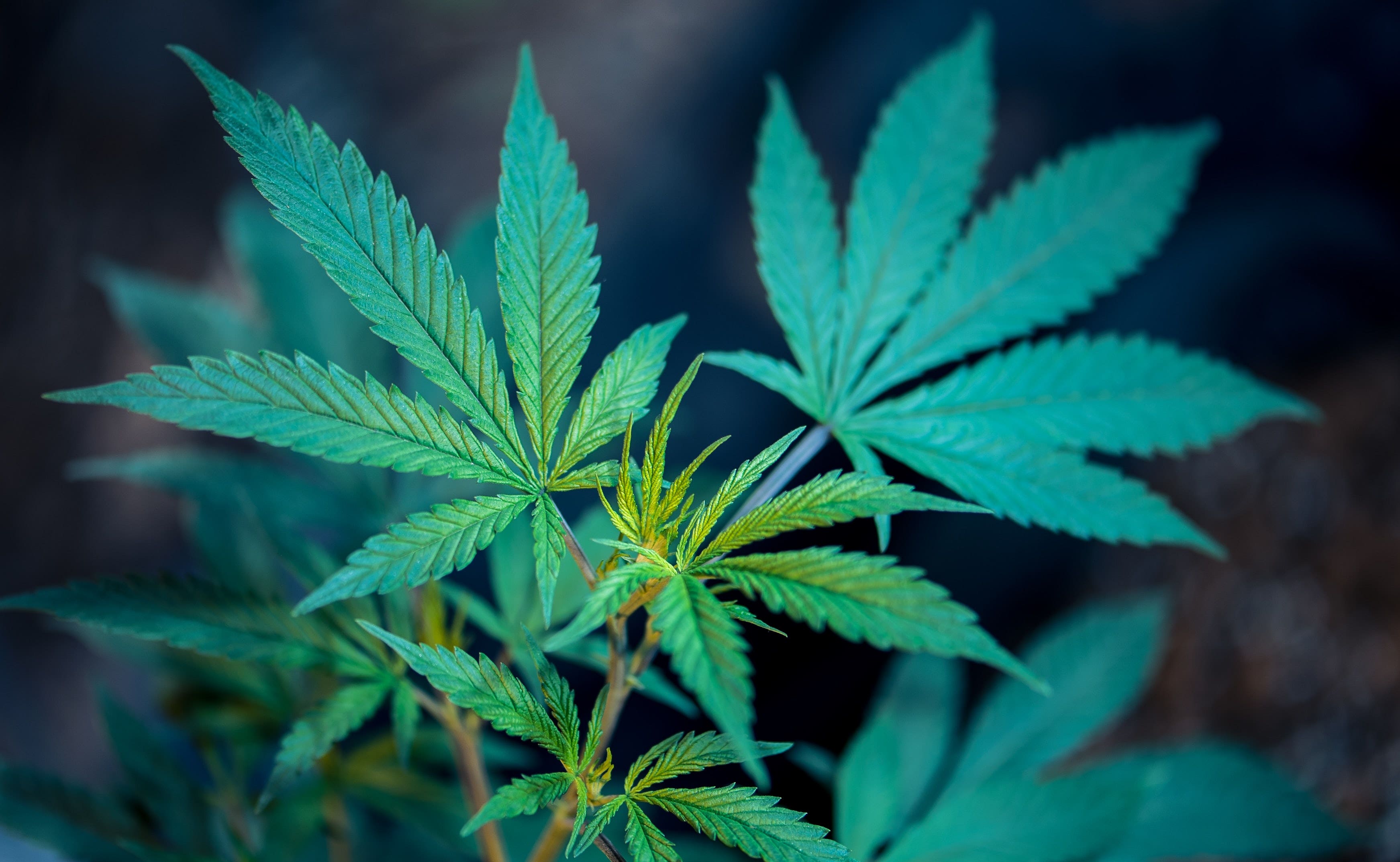 Senators Take Bipartisan Action To Legalize Medical Marijuana In North Carolina