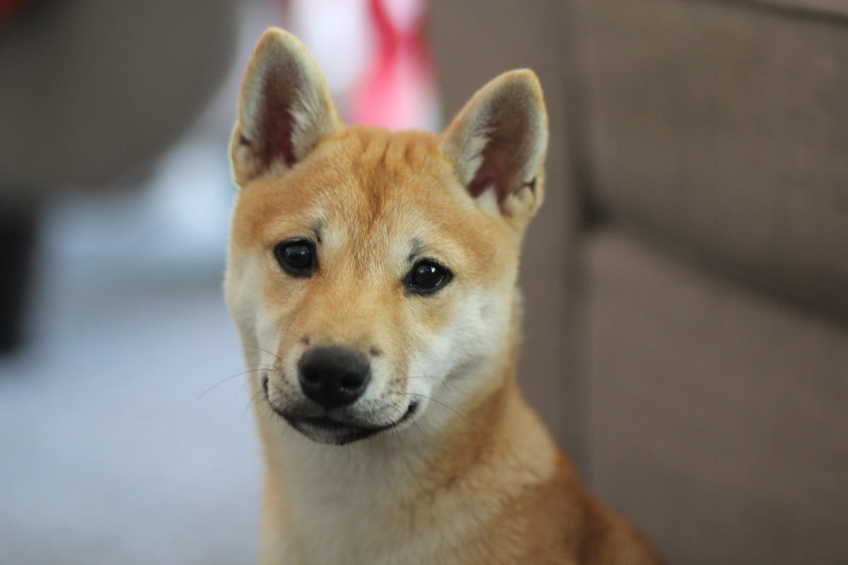 If You Had $1000 Right Now, Would You Buy Shiba Inu, Dogecoin, Ethereum Classic Or Bitcoin Cash?
