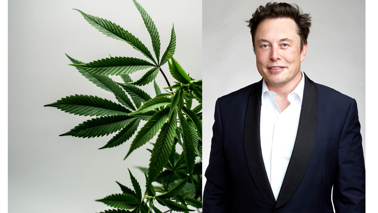 Elon Musk Tweets A Simple Yet Powerful Pro-Marijuana Message, Reaches Millions Around The World