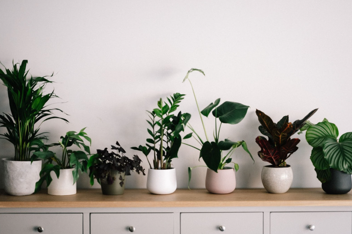 Have you tried ChatGPT Out?  The PLNT app using Generative AI now helps people take care of their plants