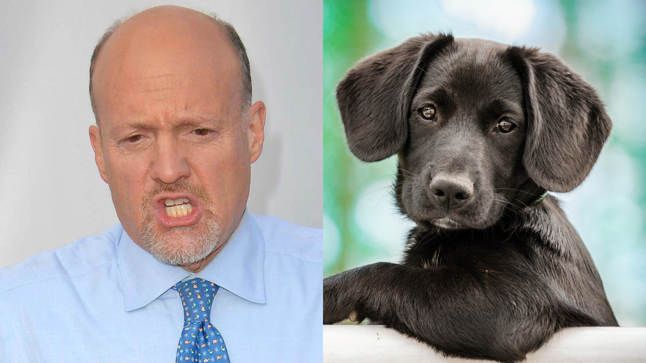 If You Invested $1,000 In Nvidia Stock When Jim Cramer Named His Dog ...