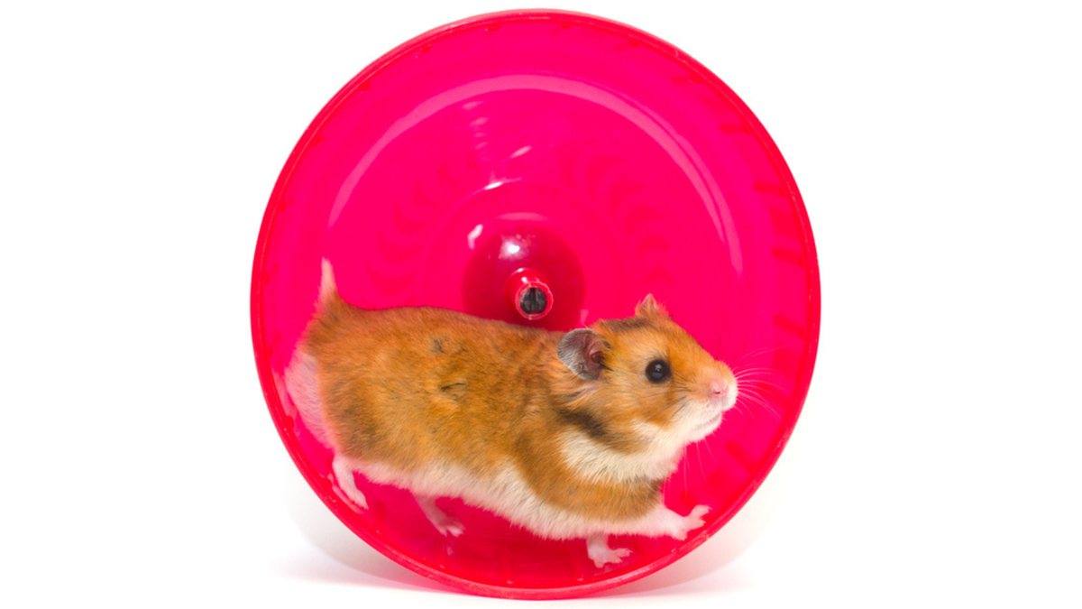 What is Hamster Races Betting? Inside Crypto Degen's New Game World and the Animals Involved