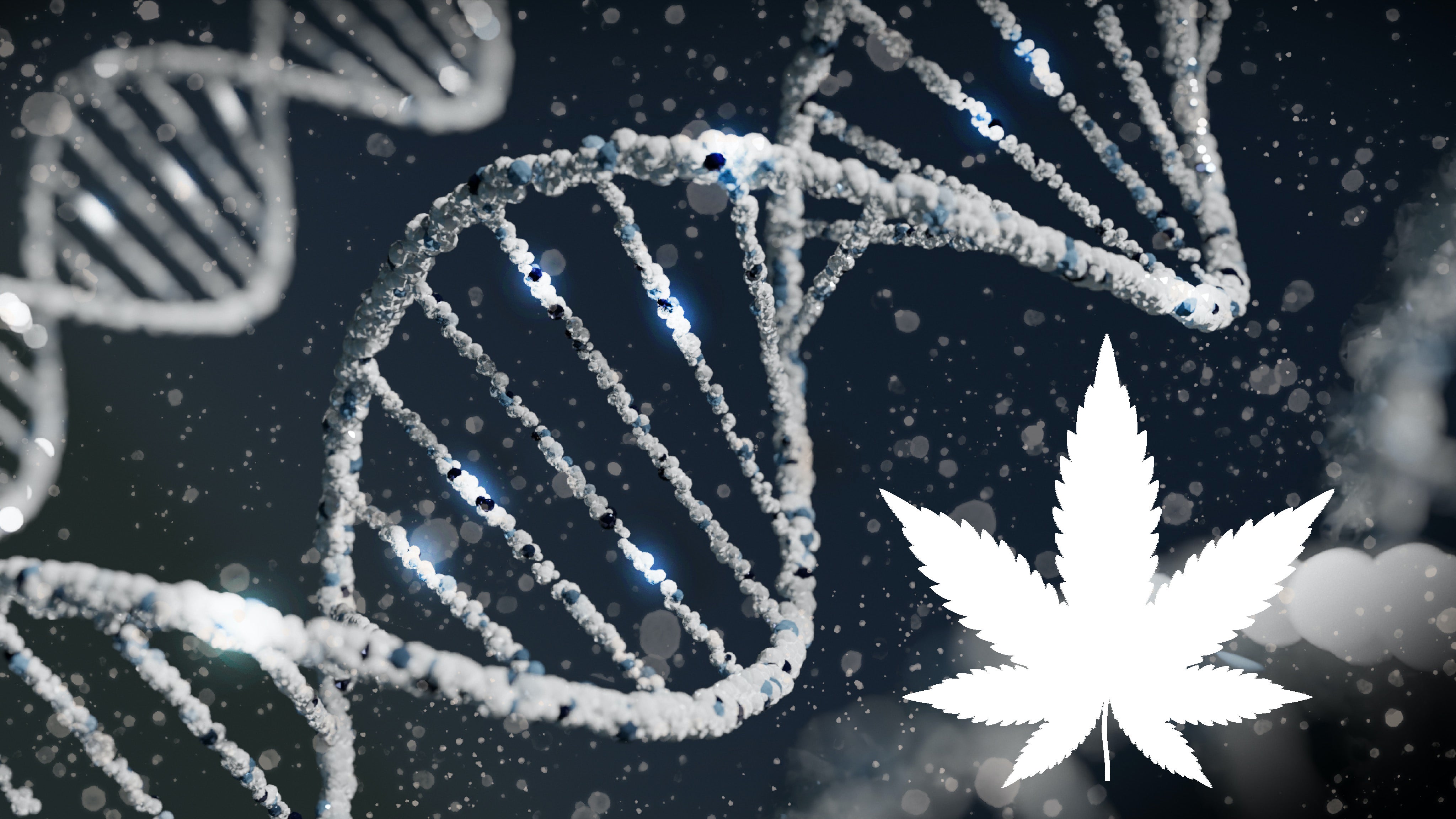 Yale Scientists Find Genetic Link To Cannabis Use Disorder In Large ...