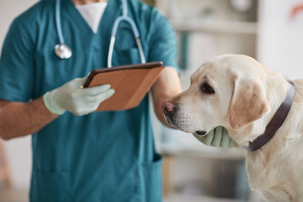 0 News Article Image Idexx Laboratories ajusta su orientación a medida que el crecimiento de los ingresos del tercer trimestre se ralentiza, el analista señala menos visitas veterinarias, mira hacia el crecimiento a largo plazo - Laboratorios IDEXX