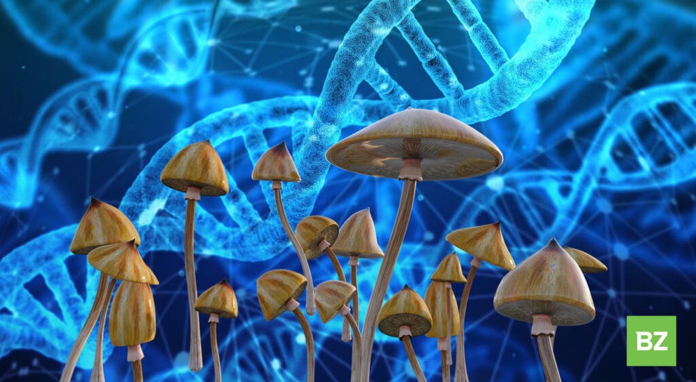 Psilocybin Mushrooms For Sale: Is It Legal Anywhere In America?