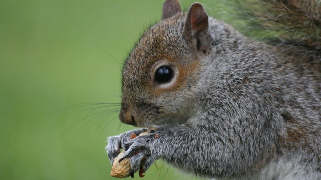 1 News Article Image Peanut The Squirrel Surpasses Shiba Inu In Trading Volume: Is $1 Next?