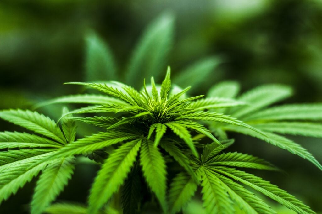 1 News Article Image Las acciones de Tilray alcanzaron un nuevo mínimo de 52 semanas hoy: ¿Qué está sucediendo? - Marcas Tilray