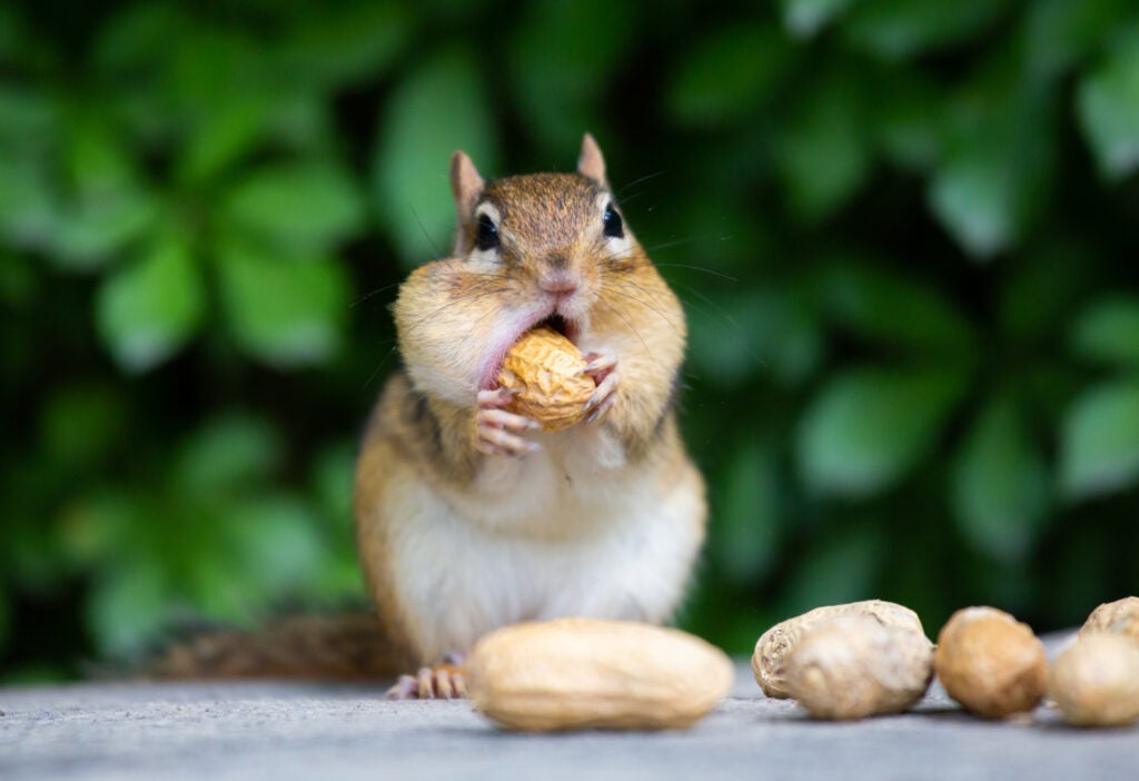 0 News Article Image Peanut The Squirrel's Death Triggered Outcry And Spawned A $2 Bllion Memecoin, But Was It A Planned Outcome?