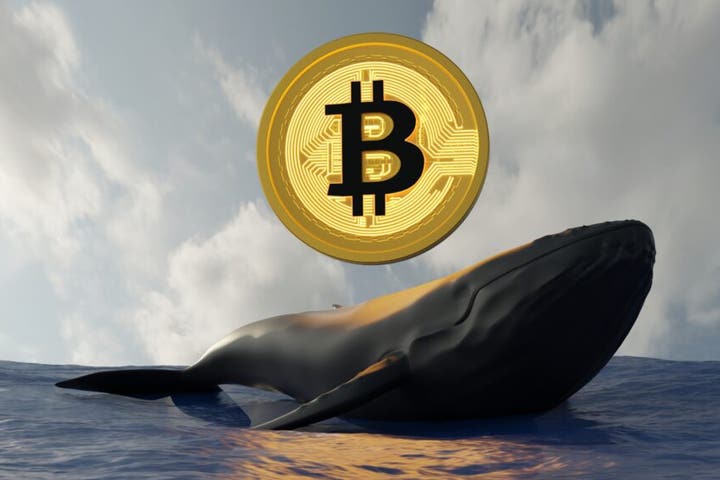 Bitcoin Whale Trader Up Over $20 Million In Unrealized Gains On $700 Million BTC, Pepe Positions logo