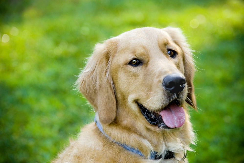 Dave Ramsey Prefers His Dog To Most People, But He’s Clear On One Thing—You Don’t Go ‘,000 In Debt To Put New Hips In A Labrador’ – MetLife (NYSE:MET)