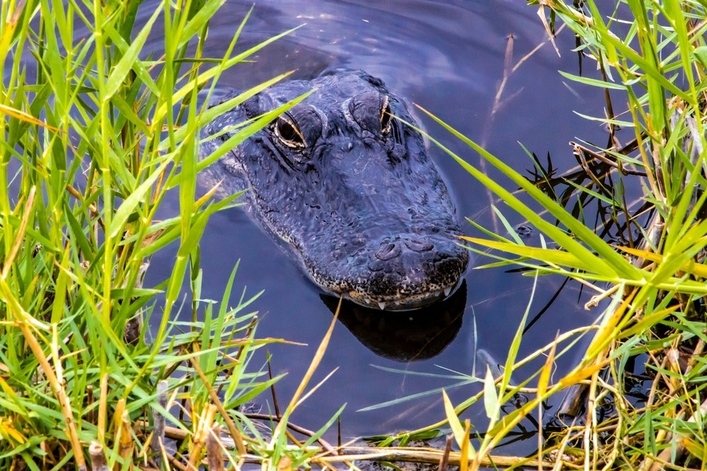 Feature Image for interests on Alligator Alcatraz, Donald Trump, Florida Everglades, Ice from benzinga.com