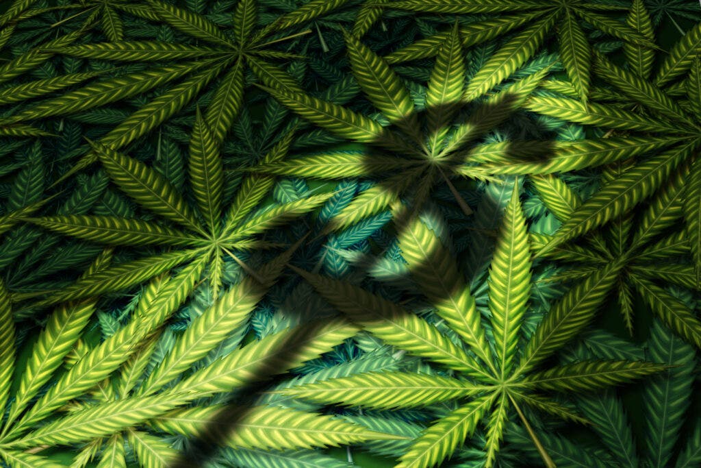 Feature Image for interests on Cannabis, Earnings, Healthcare, Markets from benzinga.com