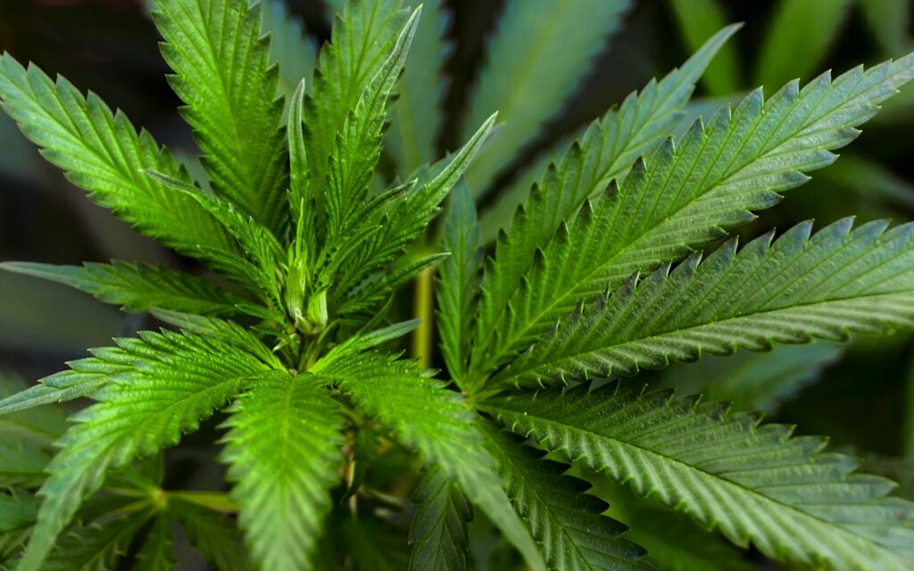 2 News Article Image ¿Qué está pasando con las acciones de Tilray Brands el martes? - Tilray Brands