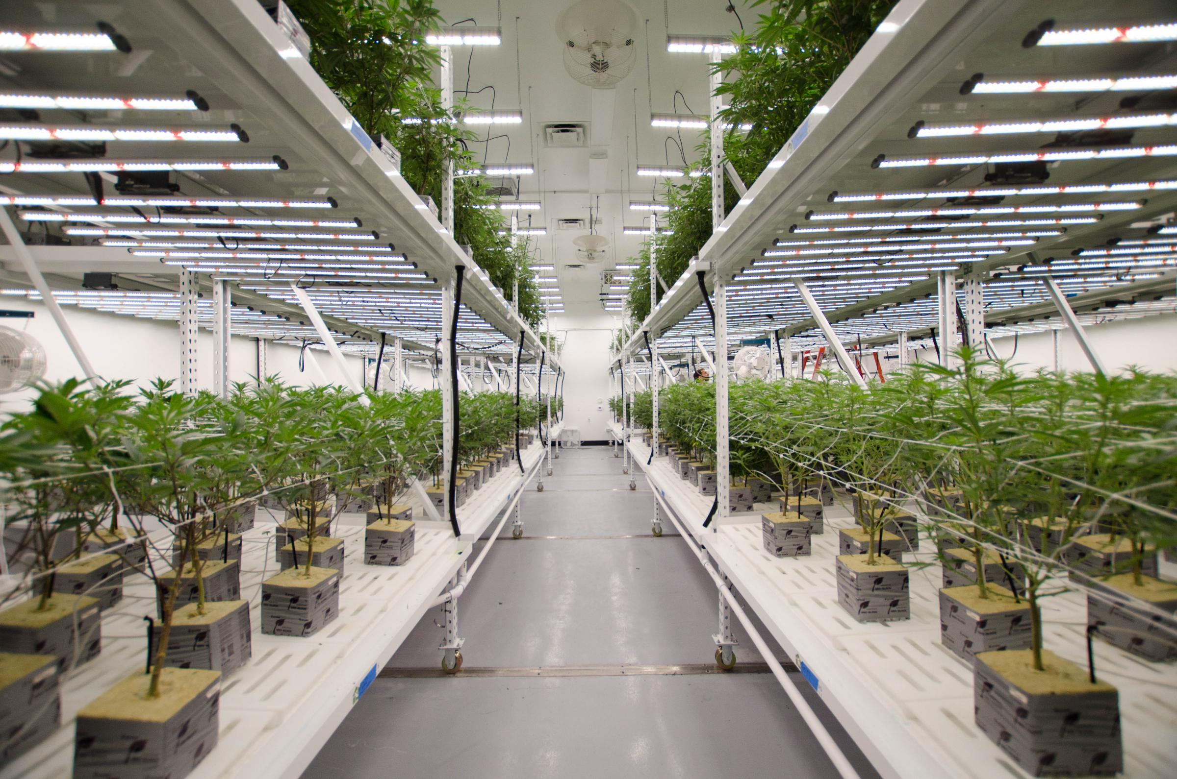 franklin_bioscience_with_fluence_bioengineering_led_grow_lights.jpg